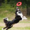 Picture of Nerf Dog Atomic Flyer Dog Toy, Flying Disc, Lightweight, Durable and Water Resistant, Great for Beach and Pool, 10 inch diameter, for Medium/Large Breeds, Single Unit, Red, one-size-for-most