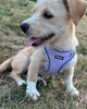 Picture of Petank Dog Harness for Small Medium Dogs No Pull, Puppy Harness and Leash Set, Easy Walk Dog Harness for Walking, Running, Training, Small Dog Harness, Medium Dog Harness (Purple, S)