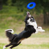 Picture of Nerf Dog 10in Enhanced Translucent TPR Tire Flyer - Blue,Medium Breeds