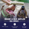 Picture of Devil Dog Pet Co. Elk Antlers for Dogs, 1 Pack, Small 4”+, Grade A Long Lasting Dog Bones for Aggressive Chewers, Premium USA Naturally Shed Antler Dog Chew - Healthy, No Odor, Dog Antler Chews