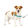 Picture of PetSafe Easy Walk No-Pull Dog Harness - The Ultimate Harness to Help Stop Pulling - Take Control & Teach Better Leash Manners - Helps Prevent Pets Pulling on Walks, Small, Teal