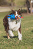 Picture of Multipet's 11.5-Inch Latex Polka Dot Globken Chicken Dog Toy, Assorted Color - 1 Count