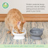 Picture of Kitty City Raised Cat Food Bowl Collection/Stress Free Pet Feeder and Waterer and Slow Feed Bowls