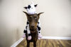 Picture of Multipet Swingin Slevin Pig Dog Toy, for large breeds