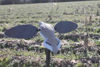 Picture of MOJO Outdoors Elite Series Dove Decoy - Ultra Realistic Motion Spinning Wing Decoy With Magnetically Attached Wings And Drop-In Battery Pack - Dove Hunting Gear and Accessories