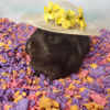 Picture of Carefresh Dust-Free Beach Party Natural Paper Small Pet Bedding with Odor Control, 23L