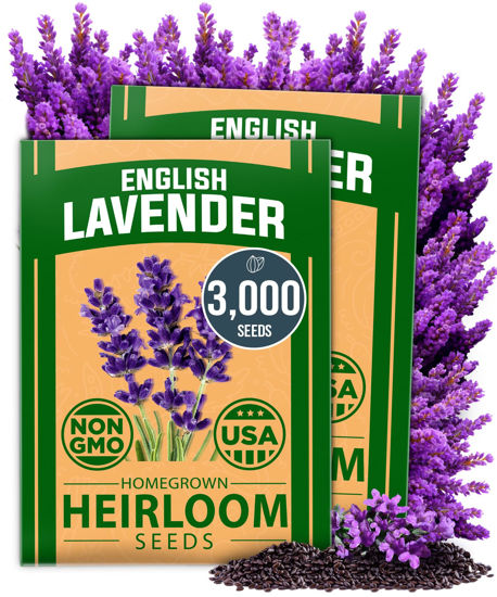 Picture of HOME GROWN Premium English Lavender Seeds 2 Pack, 3000 Non-GMO Herb Seeds, USA-Sourced Wildflower Seed for Planting Indoor/Outdoor, High Germination, Plant Flower Seeds (Lavandula antustifolia)