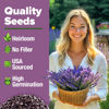 Picture of HOME GROWN Premium English Lavender Seeds 2 Pack, 3000 Non-GMO Herb Seeds, USA-Sourced Wildflower Seed for Planting Indoor/Outdoor, High Germination, Plant Flower Seeds (Lavandula antustifolia)