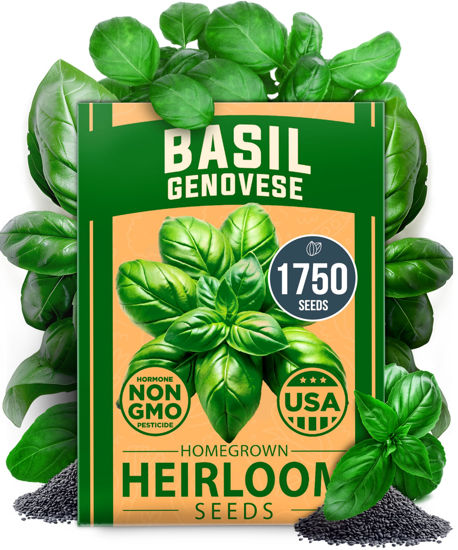 Picture of HOME GROWN Genovese Basil Seeds Pack - 1750 High Germination, Non-GMO Heirloom Seeds (Ocimum basilicum) - Perfect Herb Seeds for Planting Indoor & Outdoor Gardening - Grow Basil Plant for Culinary Use