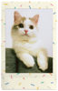 Picture of Fujifilm Instax Mini Sprinkles Film - 10 Exposures