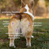 Picture of Native Pet WonderGland - Dog Anal Gland Treatment Using Fiber for Dogs - Prevent Scooting for Dogs Anal Gland Supplement Including Dog Gut Health Probiotics for Anal Gland Support - 30 Scoops