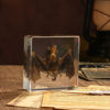 Picture of Taxidermy Bat, Real Bat Specimens Animal Specimen in Resin for Science Classroom Science Education, Great Gift for Fans of Taxidermy, Animal Skull, Oddities, Biology(3 x 3 x 1 inch)