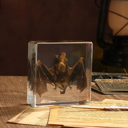 Picture of Taxidermy Bat, Real Bat Specimens Animal Specimen in Resin for Science Classroom Science Education, Great Gift for Fans of Taxidermy, Animal Skull, Oddities, Biology(3 x 3 x 1 inch)