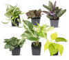 Picture of Easy to Grow Houseplants (Pack of 6), Live House Plants in Containers, Growers Choice Plant Set in Planters with Potting Soil Mix, Home Décor Planting Kit or Outdoor Garden Gifts by Plants for Pets