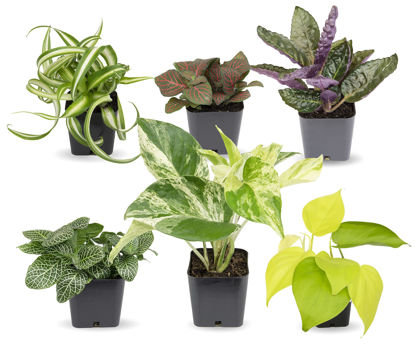 Picture of Easy to Grow Houseplants (Pack of 6), Live House Plants in Containers, Growers Choice Plant Set in Planters with Potting Soil Mix, Home Décor Planting Kit or Outdoor Garden Gifts by Plants for Pets