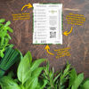 Picture of Seed Needs Herb Seeds Variety Pack Culinary Herb Collection (12 Individual Packets for Planting Indoors or Outdoors) Grow Your Own Organic Herb Garden - Heirloom, Non-GMO