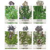Picture of Seed Needs Herb Seeds Variety Pack Culinary Herb Collection (12 Individual Packets for Planting Indoors or Outdoors) Grow Your Own Organic Herb Garden - Heirloom, Non-GMO