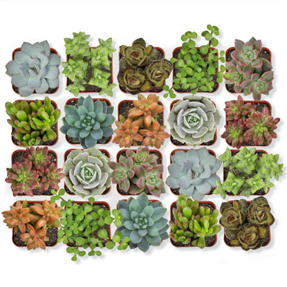 Picture of Altman Plants, Live Succulent Plants (20 Pack) Assorted Potted Succulents Plants Live House Plants in Cacti and Succulent Soil Mix, Cactus Plants Live Indoor Plants Live Houseplants in Planter Pots