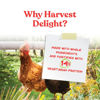 Picture of Manna Pro Harvest Delight - Whole Ingredient Chicken Treat - Harvest Mix of Grains, Raisins, Tomatoes, Carrots, Sunflower Seeds - Mixed Flock Poultry Treat - 2.5 lbs