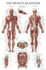 Picture of Palace Learning Muscular System Anatomical Poster - LAMINATED - Muscle Anatomy Chart - Double Sided (18" x 24")