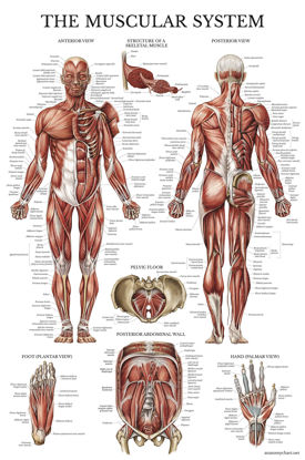 Picture of Palace Learning Muscular System Anatomical Poster - LAMINATED - Muscle Anatomy Chart - Double Sided (18" x 24")