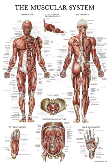 Picture of Palace Learning Muscular System Anatomical Poster - LAMINATED - Muscle Anatomy Chart - Double Sided (18" x 24")