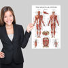 Picture of Palace Learning Muscular System Anatomical Poster - LAMINATED - Muscle Anatomy Chart - Double Sided (18" x 24")