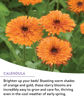 Picture of Burpee Wildflower 25,000 Bulk, 1 Bag | 18 Varieties of Non-GMO Flower Seeds Pollinator Garden, Perennial Mix