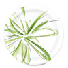 Picture of Amazon Basics Everyday Paper Plates, 10 Inch, Disposable, 150 Count