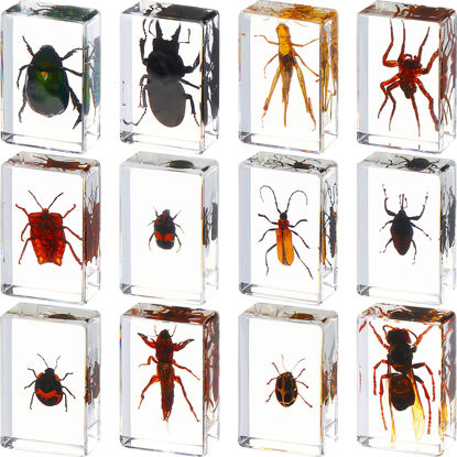 Picture of 12 Pcs Insect in Resin Specimen Bugs Collection Arachnid Resin Paperweights Different Insect Specimen Bug for Kids Scientific Educational Toy, 12 Styles(Insect)