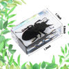 Picture of 12 Pcs Insect in Resin Specimen Bugs Collection Arachnid Resin Paperweights Different Insect Specimen Bug for Kids Scientific Educational Toy, 12 Styles(Insect)