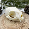 Picture of Taxidermy Real Animals Skull Decor - Animal Bones Specimen,Taxidermy Supplies for Science Education,Collection (Cat)