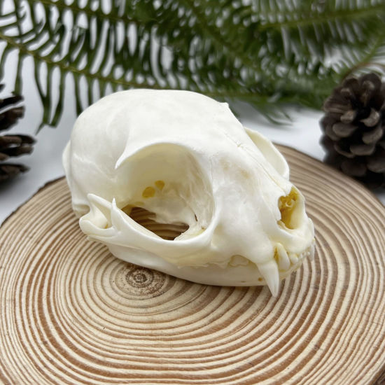 Picture of Taxidermy Real Animals Skull Decor - Animal Bones Specimen,Taxidermy Supplies for Science Education,Collection (Cat)