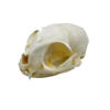 Picture of Taxidermy Real Animals Skull Decor - Animal Bones Specimen,Taxidermy Supplies for Science Education,Collection (Cat)