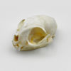 Picture of Taxidermy Real Animals Skull Decor - Animal Bones Specimen,Taxidermy Supplies for Science Education,Collection (Cat)