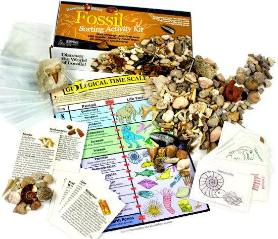 Picture of DANCING BEAR Fossil Collection Sorting Activity Kit with Over 100 Pcs (More Than 20 Different Fossil Varieties!), Educational ID Sheet, Color ID Cards, Bags, Magnifying Glass, and Shark Teeth