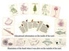 Picture of DANCING BEAR Fossil Collection Sorting Activity Kit with Over 100 Pcs (More Than 20 Different Fossil Varieties!), Educational ID Sheet, Color ID Cards, Bags, Magnifying Glass, and Shark Teeth