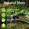 Picture of Sukh Sphagnum Moss for Reptiles - Terrarium Reptiles Moss Green Dried Peat Moss Habitat Bedding Moss for Snakes Turtle Frog Gecko and Other Reptiles Substrate (3, Ounces)