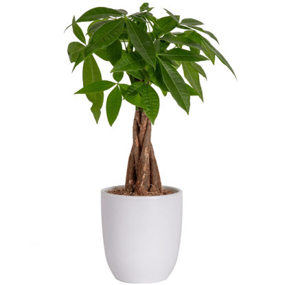 Picture of Costa Farms Money Tree, Easy Care Indoor Plant, Live Houseplant in Ceramic Planter Pot, Bonsai Potted in Potting Soil, Home Décor, Birthday Gift, New Home Gift, Outdoor Garden Gift, 16-Inches Tall