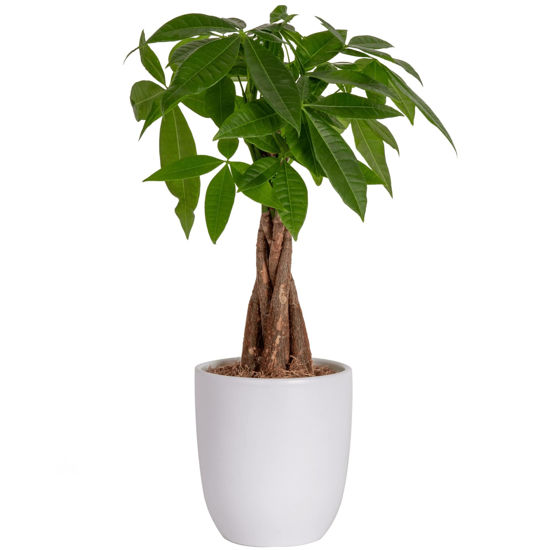 Picture of Costa Farms Money Tree, Easy Care Indoor Plant, Live Houseplant in Ceramic Planter Pot, Bonsai Potted in Potting Soil, Home Décor, Birthday Gift, New Home Gift, Outdoor Garden Gift, 16-Inches Tall