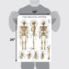 Picture of 16 Pack - Anatomical Posters - Laminated - Muscular, Skeletal, Digestive, Respiratory, Circulatory, Endocrine, Lymphatic, Male & Female, Nervous, Spinal Nerves, Anatomy Charts - 18" x 24"