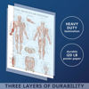 Picture of 16 Pack - Anatomical Posters - Laminated - Muscular, Skeletal, Digestive, Respiratory, Circulatory, Endocrine, Lymphatic, Male & Female, Nervous, Spinal Nerves, Anatomy Charts - 18" x 24"