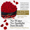 Picture of GLAMOUR BOUTIQUE 27 Preserved Roses in a Heart Box - Flowers Forever Valentine's Day, Roses Forever for Women, Roses Forever in a Box, Birthday Gifts for Her, Red