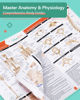 Picture of TribeRN Anatomy & Physiology Study Guides - Set of 10 Human Anatomy Guides for Nursing Students, School, College, Medical Professions - 12 Topics on Body Systems w/ Reference Charts & Terminology