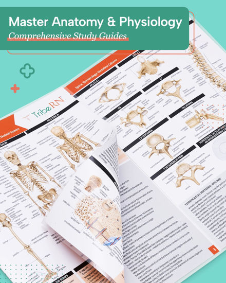 GetUSCart- TribeRN Anatomy & Physiology Study Guides - Set of 10 Human ...