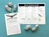 Picture of Mountain Home Biological Jumbo Owl Pellets, Pack of 5, with Bone Sorting Sheet, Inc.