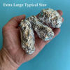 Picture of Mountain Home Biological Jumbo Owl Pellets, Pack of 5, with Bone Sorting Sheet, Inc.