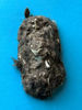 Picture of Mountain Home Biological Jumbo Owl Pellets, Pack of 5, with Bone Sorting Sheet, Inc.
