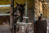 Picture of Durvet Duramectin Equine Wormer Paste - 6 Tubes