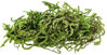 Picture of Galápagos (05213) Terrarium Green Sphagnum Moss, Natural, 4 Quart